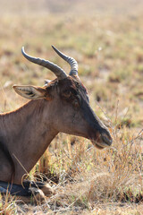 Tsessebe antelope, Pilanesberg National Park, South Africa