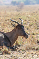 Naklejka na ściany i meble Tsessebe antelope, Pilanesberg National Park, South Africa