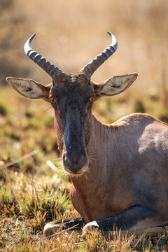 Tsessebe antelope, Pilanesberg National Park, South Africa