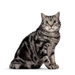 Handsome adult British Shorthair cat, sitting up side ways. Looking towards camera with mesmerizing green eyes. Isolated on a white background.