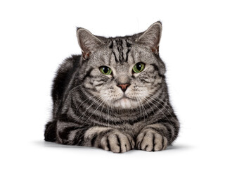 Handsome adult British Shorthair cat, laying down facing front. Looking towards camera with mesmerizing green eyes. Isolated on a white background.
