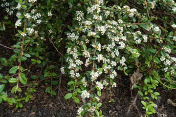 Multiple white flowers of rock cotoneaster n mid May
