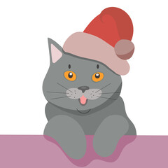 British shorthair cat animal cute face. happy silver British kitten head portrait. Realistic fur portrait of British cooper eyes kitty isolated on grey background.