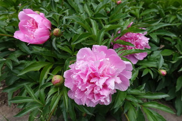 Buds and three pink flowers of common peonies in mid May