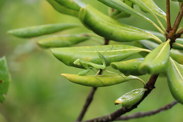 green mantis nymph on the leaves