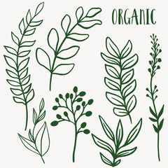 Fototapeta premium Plant nature hand drawn set. Collection of botanical element.
