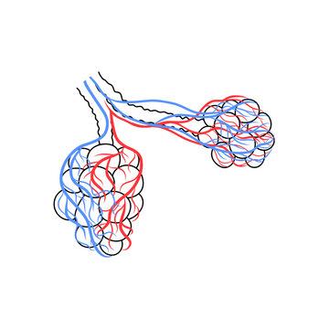 Illustration with alveoli. Vector illustration isolated. Medical design.