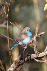 Blue Waxbill, Pilanesberg National Park, South Africa