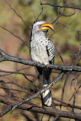 Southern Yellow-billed Hornbill, Pilanesberg National Park, South Africa
