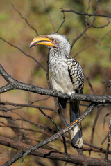 Obraz premium Southern Yellow-billed Hornbill, Pilanesberg National Park, South Africa