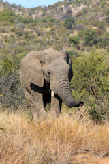 Fototapeta premium African Elephant, Pilanesberg National Park, South Africa
