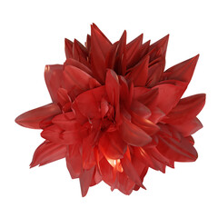 red dahlia flower on transparent background perfect for fall and autumn decorations