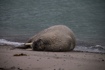 The walrus is a marine mammal, the only modern species of the walrus family, traditionally...