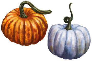 Beautiful realistic watercolor pumpkins isolated on white background