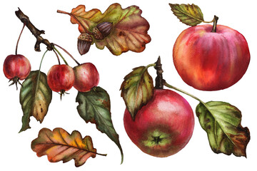 Set of apples and oak leaves, Samhain and Mabon harvest