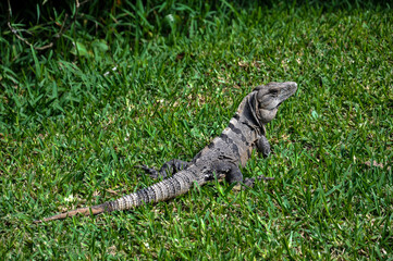 A lizard native to Mexico, Ctenosaura similis, the black iguana, black spiny-tailed iguana on the grass