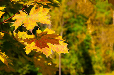 yellow maple leaves in an autumn setting