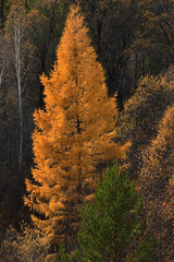 Autumn forest landscape. Beautiful larch with yellowed needles. Vertical photo.