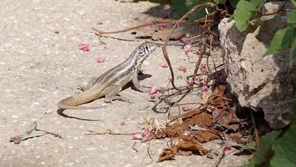 Naklejka premium a beautiful lizard in Pedernales in the Dominican Republic in the month of January 2022