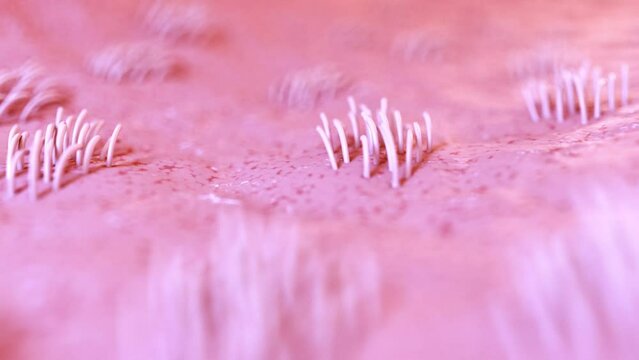 3d rendered medical animation of  the uterine cilia
