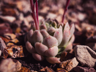 Close up of a succulent