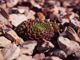Close up of a succulent