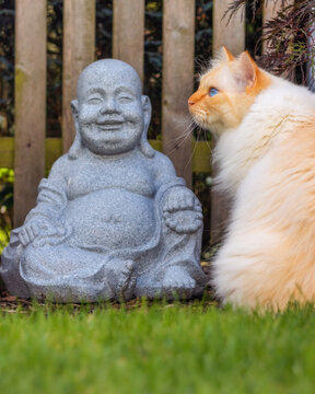 Blue-eyed cat sitting next to a Laughing Buddha