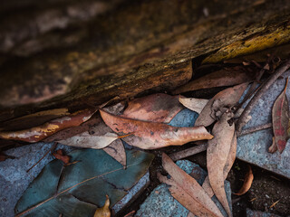 autumn leaves on the ground