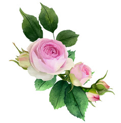  hand draw watercolor style of pink English roses bouquet with transparent background.