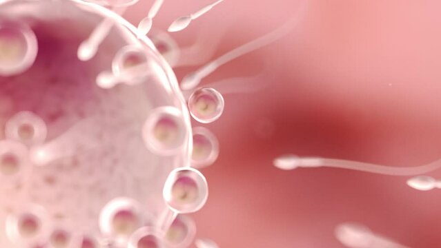 3d rendered medical animation of  sperms swimming towards an egg cell
