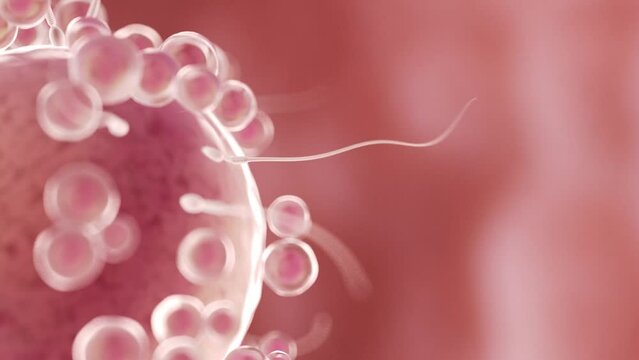 3d rendered medical animation of  sperms swimming towards an egg cell