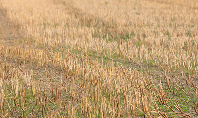 Agriculture - Mown cereal field on farm, sunny summer day