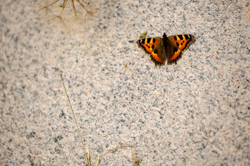 A small tortoiseshell butterfly, Aglais urticae, rests on a dry stone wall
