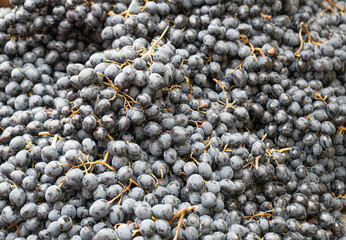 Blue Grape Texture Background, Grapes Pattern with Copy Space