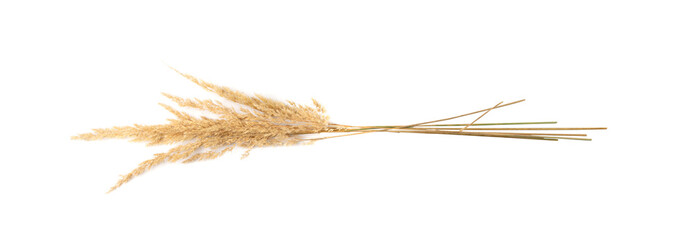 Pampas Grass Isolated, Tussock Grass Panicles