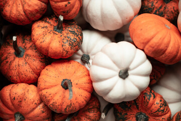 Decorative pumpkins on wooden table on orange background. Harvest, Thanksgiving Day banner design.