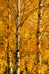 Beautiful yellow birch forest in autumn