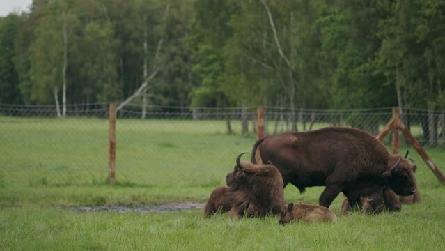 Family of european bison at waterhole on woodland conservation farm