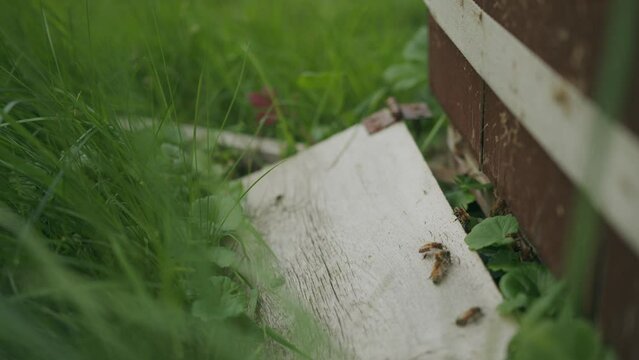 Busy honeybees active around Langstroth beehive grass entrance closeup

