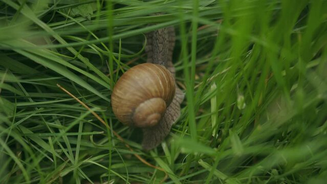 Beautiful shell whorl of edible roman snail crawling in green grass