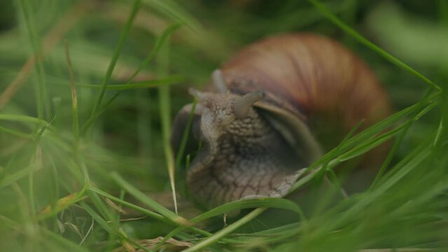 Edible snail with eye tentacles unfurls slowly from brown ornate shell