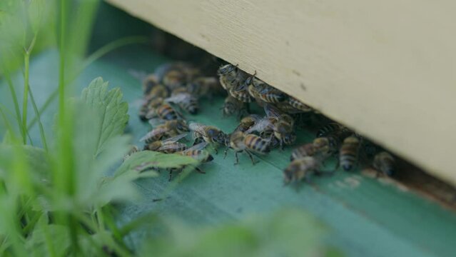 Close up of female honey bees crawling at entrance to Langstroth hive