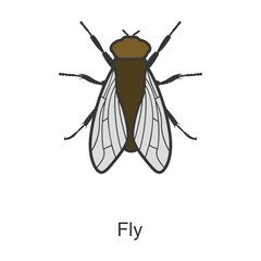 Insect fly vector icon.Color vector icon isolated on white background insect fly.