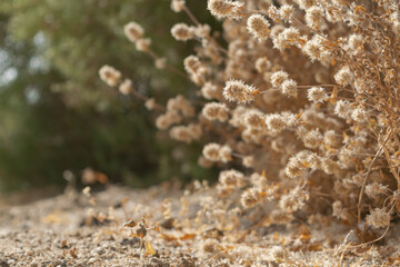 fondo vegetal de flores secas con luz solar natural