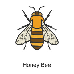 Bee honey vector icon.Color vector icon isolated on white background bee honey.