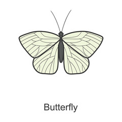 Butterfly vector icon.Color vector icon isolated on white background butterfly .