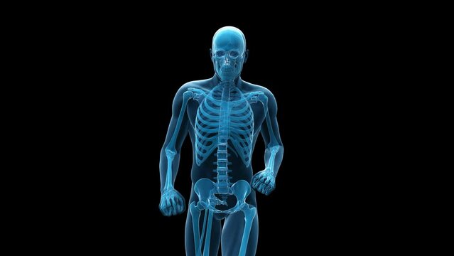 3d rendered medical animation of  the skeleton of a running man