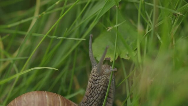 Edible snail stretches slowly from brown shell to eat fresh leaf 