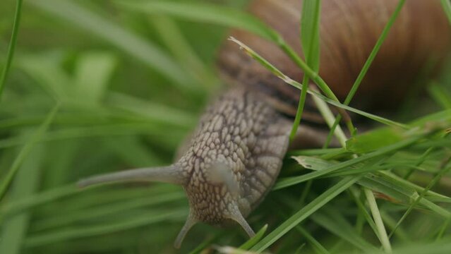 Tentacled head of edible helix pomatia snail crawling in green grass