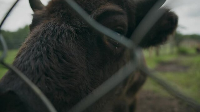 Curious young bison pokes nostrils and long tongue through wire fence